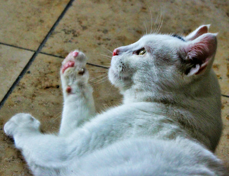 猫咪与短毛猫