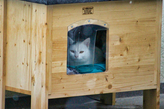 猫咪与短毛猫