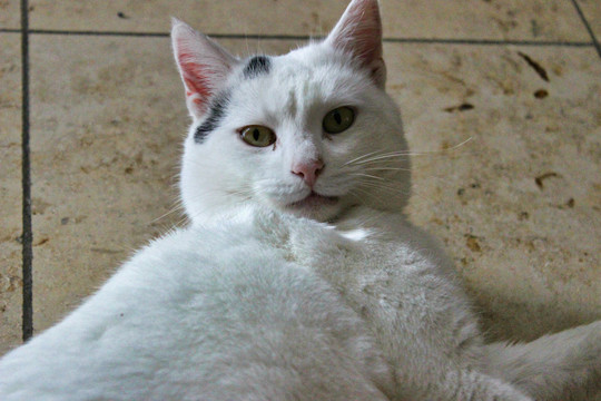 猫咪与短毛猫
