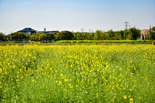 油菜花田