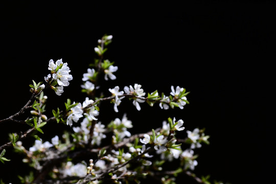 山樱桃花