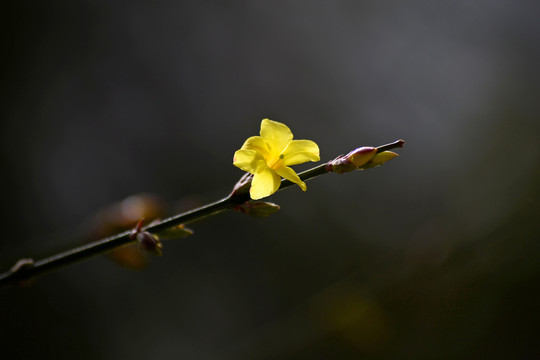 迎春花