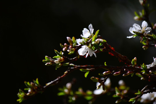 山樱桃花