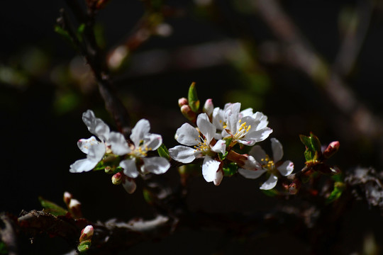 山樱桃花