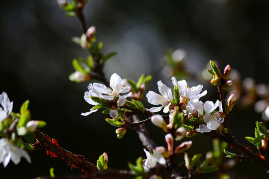 山樱桃花