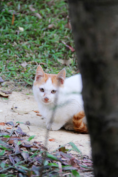 躲在树后橘猫