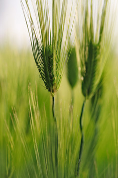 大麦种植