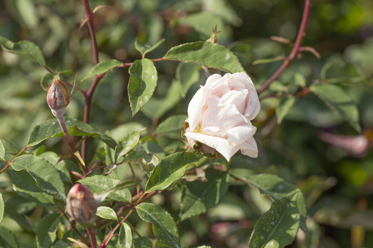 老挝淡妆月季花