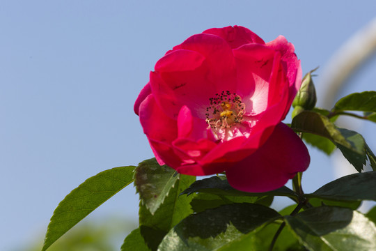 肖蒙花园节月季花