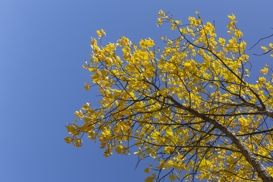蓝天金黄色树