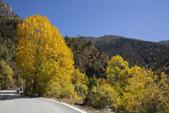 蓝天金黄色树蜿蜒道路