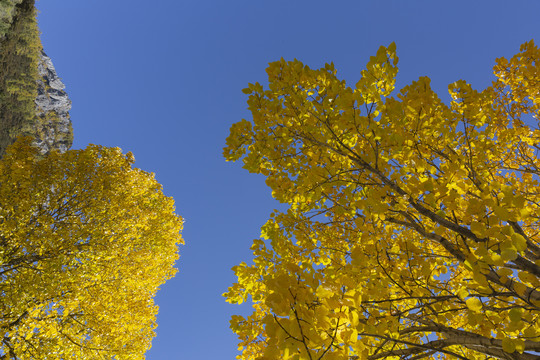 蓝天金黄色树