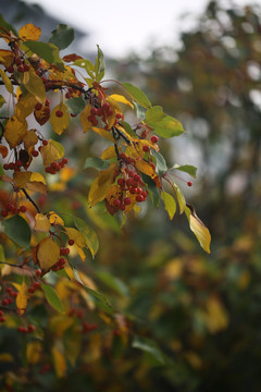 山荆子