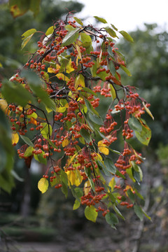 山荆子