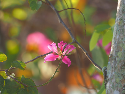 紫荆花