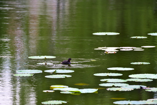 荷塘水鸟