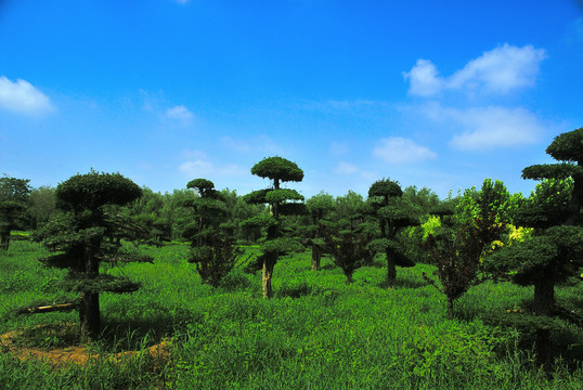 蓝天白云植物园