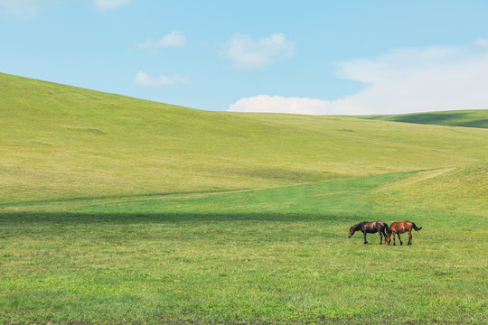 夏季丘陵草原牧场蒙古马