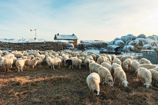 北方冬季羊群民居
