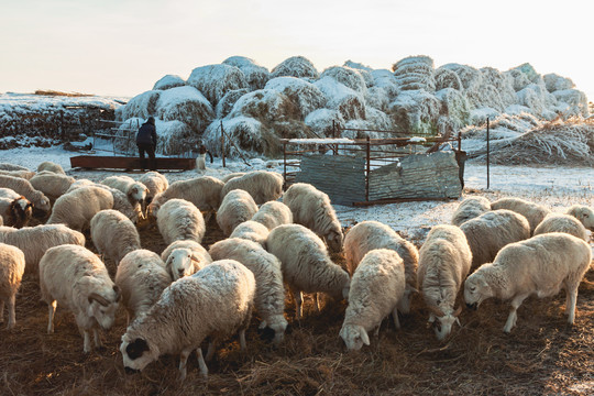 冬季羊群圈养