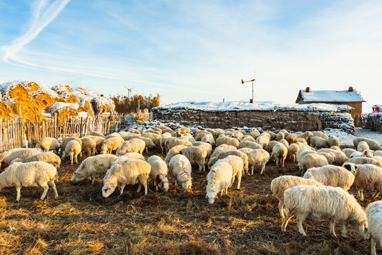 北方冬季羊群饲养民居