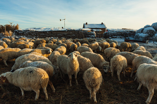 冬季民居圈养羊群