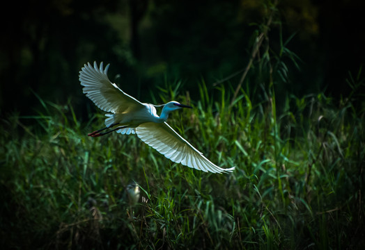 鹭鸟苍鹭白鹭飞翔飞鸟生态美