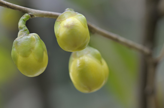 金花茶花蕾