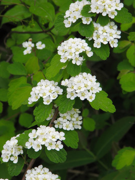 野生疏毛绣线菊的开花期