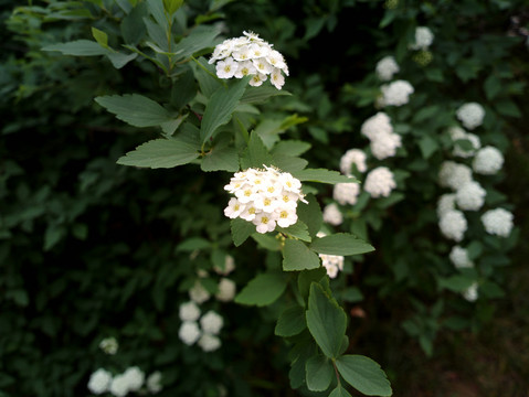 绣线菊