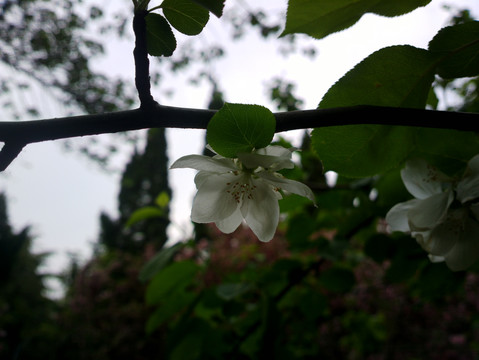 海棠花