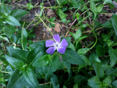 蔓长春花