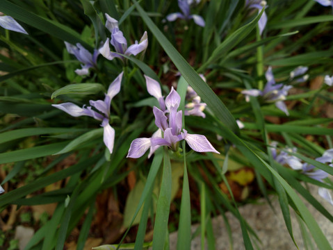 马兰花