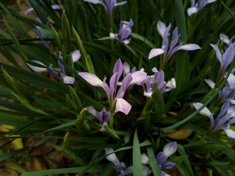 马兰花