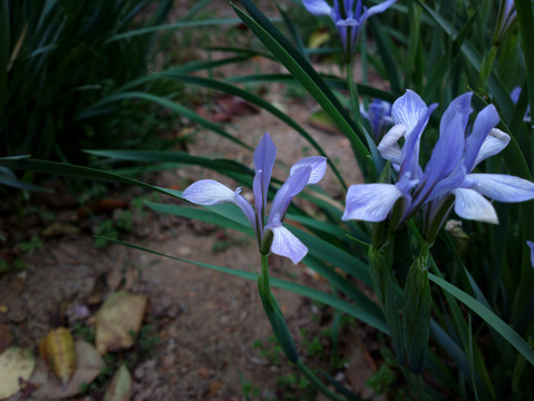 马兰花