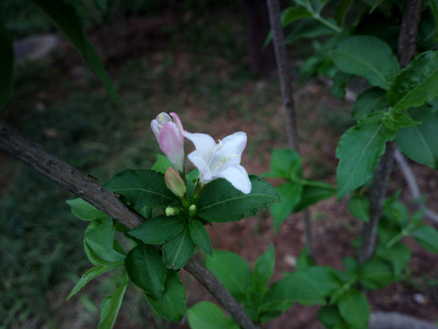 锦带花