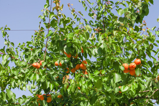 小红杏树
