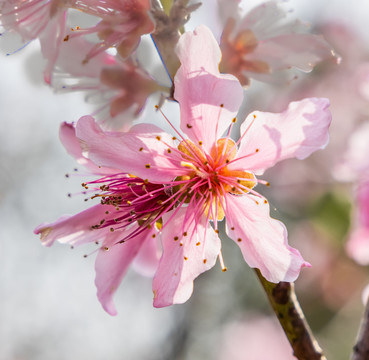 桃花