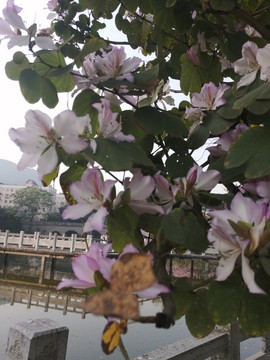 紫荆花