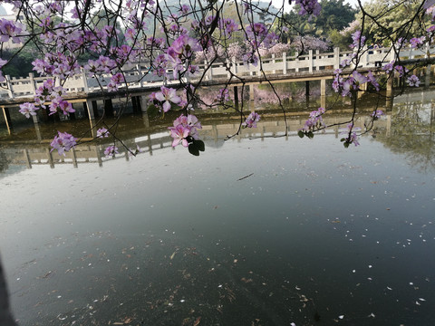 紫荆花