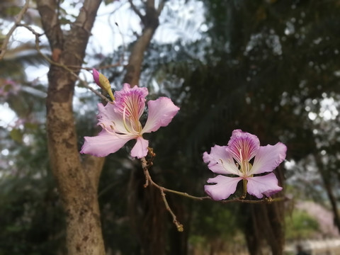 紫荆花