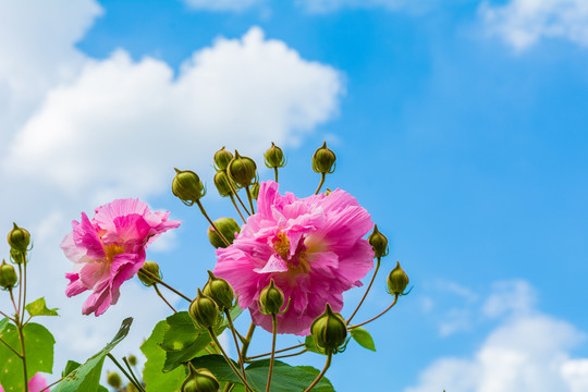 木芙蓉开花