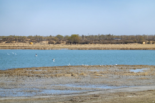 沙漠湿地