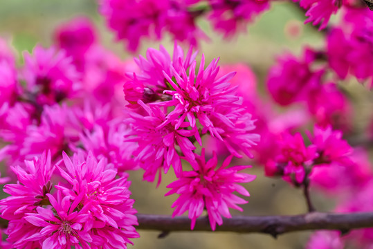 菊花碧桃