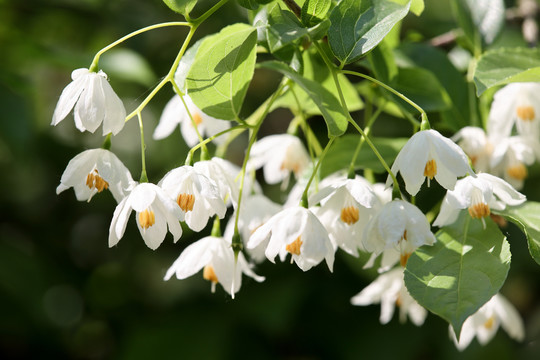 秤锤花