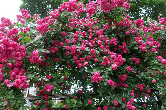 蔷薇月季花