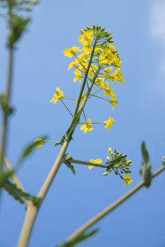 春天的油菜花田蓝天