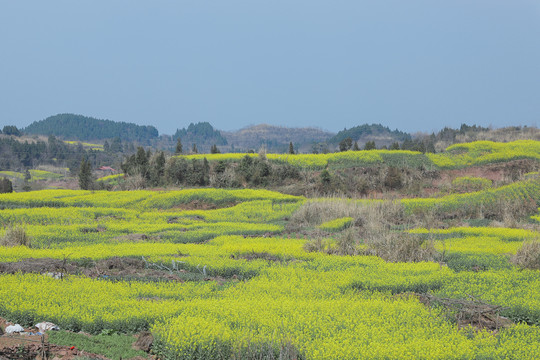 春天的油菜花田蓝天