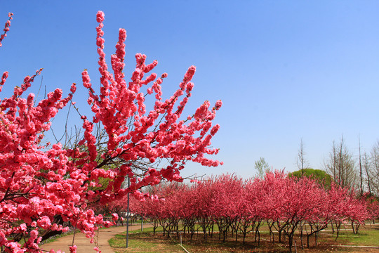 春花烂漫