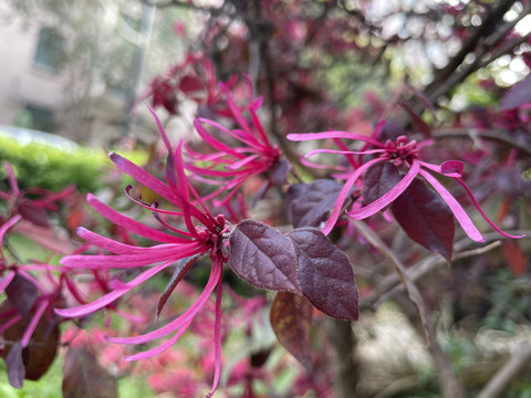 红花檵木